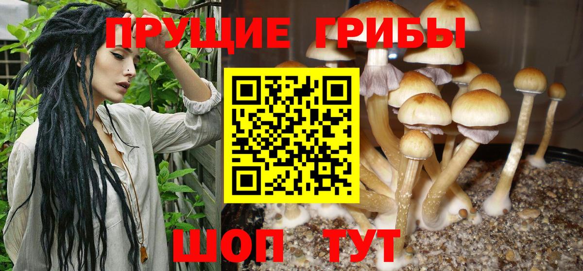Псилоцибиновые грибы Psilocybine cubensis Североморск